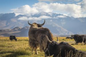 Abenteuer Pamir-Highway