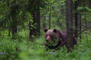 Estland - Wilde Schönheit im Baltikum – Moore, Wälder, Ostseeinseln