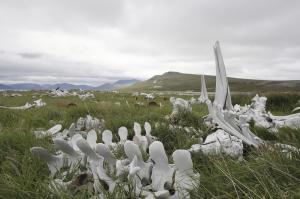 MS SPIRIT OF ENDERBY: Wrangel Island