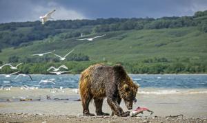 Russland – Kamtschatka - Sonderreise zu den Bären am Kurilensee mit Alla Ganster-Kuznetsova Russland – Kamtschatka - Sonderreise zu den Bären am Kurilensee mit Alla Ganster-Kuznetsova