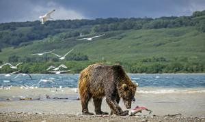 Russland – Kamtschatka - Sonderreise zu den Bären am Kurilensee mit Alla Ganster-Kuznetsova