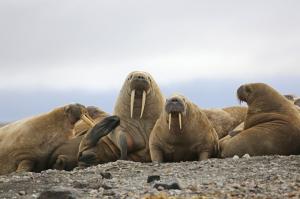 Spitzbergen • Russland - Sagenumwobenes Franz-Josef-Land Spitzbergen • Russland - Sagenumwobenes Franz-Josef-Land