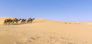 Turkmenistan • Usbekistan - Große Seidenstraße Teil 2