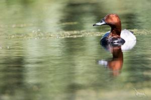 Vom Main zur blauen Donau: Frankfurt - Miltenberg - Würzburg - Bamberg - Nürnberg - Main-Donau-Kanal - Regensburg - Passau mit der MS Asara Vom Main zur blauen Donau: Frankfurt - Miltenberg - Würzburg - Bamberg - Nürnberg - Main-Donau-Kanal - Regensburg - Passau mit der MS Asara