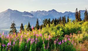 Zakopane, Hohe Tatra und Krakau 