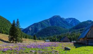 Zakopane, Hohe Tatra und Krakau 